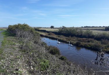 Tour Wandern Ars-en-Ré - Ars en Ré - Photo