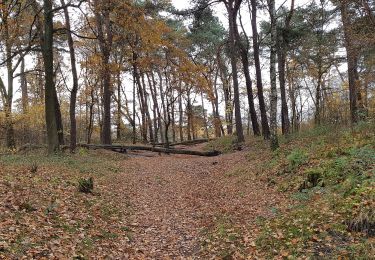 Tocht Te voet Landgraaf - Brunssummer Heide Paarse route - Photo