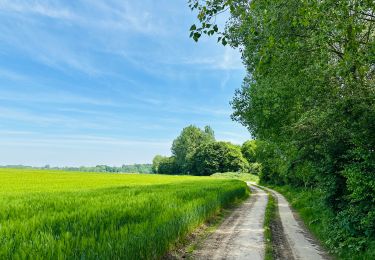 Tocht Te voet Kortessem - pittoreske-kerkdorpen-startplaats-zammelen-oranje - Photo