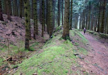 Trail On foot Bestwig - Evenkopf Rundweg A7 - Photo