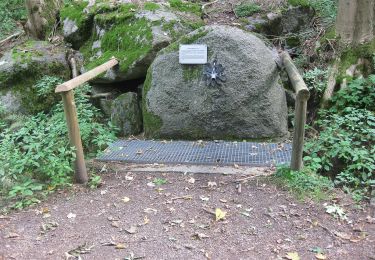 Excursión A pie Lindenfels - Rundwanderweg Lindenfels Weinweg 4: Gersprenzquellen-Weg - Photo