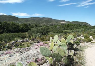 Tour Wandern Palasca - Les Agriates - Photo