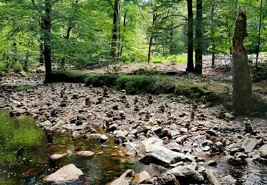 Tour Wandern Eupen - Promenade de la forêt des ducs   - Photo