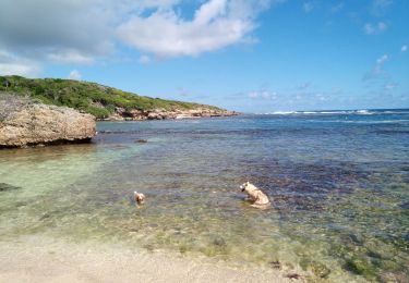 Tocht Stappen Saint-François - Baie Olive - Morne Caraïbe 3 - Photo