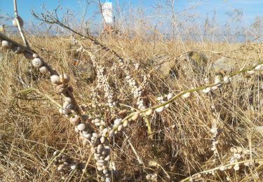 Tour Wandern Audierne - boucle de prime lin 2019 - Photo