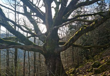 Tour Wandern Sewen - Rando des Marcheurs par Alain..13/03/2024 - Photo