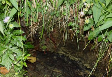 Trail On foot Roding - Wilder Mann 059, Naturpark Vorderer Bayerischer Wald - Photo