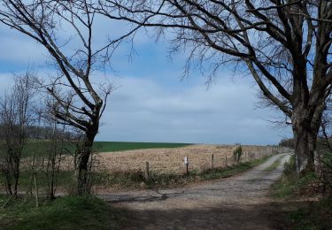 Randonnée Marche Marche-en-Famenne - Grimbemont - Photo