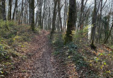 Trail Walking Villers-lès-Luxeuil - Trou de la sorcière et nichoirs mésanges  - Photo