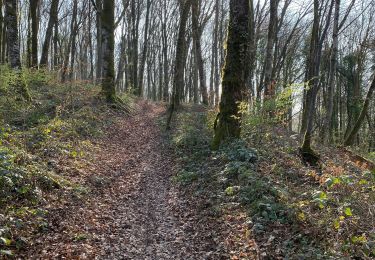 Excursión Senderismo Villers-lès-Luxeuil - Trou de la sorcière et nichoirs mésanges  - Photo