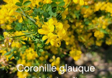 Percorso Marcia Mandelieu-la-Napoule - SityTrail - MANDELIEU : Flore Botanique 2025-04-09 (Ext) - Photo
