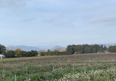 Tocht Stappen Roquebrune-sur-Argens - à travers les vignes - Photo