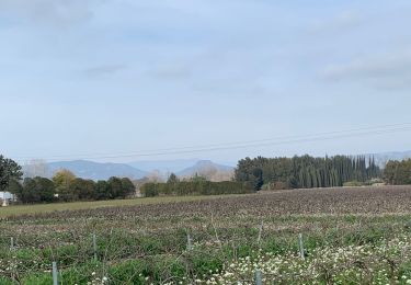 Tour Wandern Roquebrune-sur-Argens - à travers les vignes - Photo