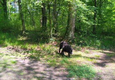 Randonnée Marche Compiègne - balade en forêt de Compiègne - Photo