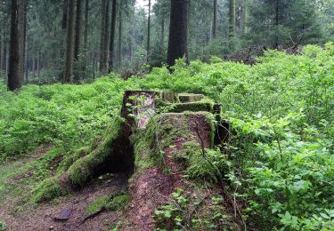 Excursión A pie Harz (LK Goslar) - HK 5: Münchehof, Bhf. - Altenau - Dammhaus - Photo