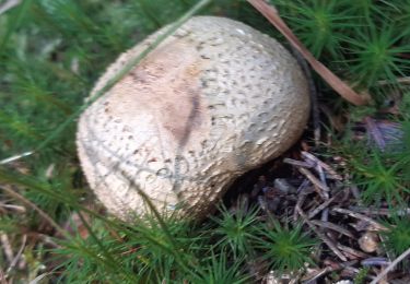 Percorso A piedi Gemeinde Großschönau - Steinernestubenweg - Photo