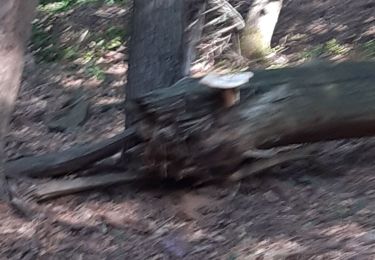 Trail Walking Nandrin - villers le temple  ac - Photo