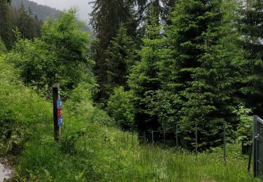 Trail Walking Arâches-la-Frasse - Carroz les Grangettes pra rôti - Photo