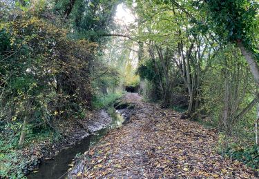 Trail Walking Diepenbeek - La réserve naturelle Nietelbroeken à Kortessem - Photo