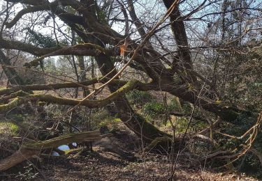 Trail Walking Rion-des-Landes - 2/4 - Photo