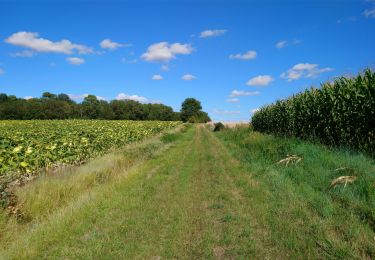 Randonnée Marche Marcilly-sur-Vienne - Marcilly-sur-Vienne - PR Vallées et plateaux - 9.6km 140m 2h20 - 2023 08 09 - Photo