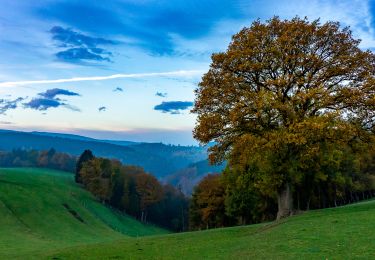 Tour Wandern Stoumont - RB-PN-08B-La-Gleize-Raccourci2 (2022-02-12) - Photo