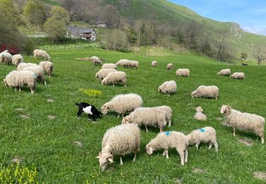 Tour Wandern Lescun - Belvédère de Lescun - Photo