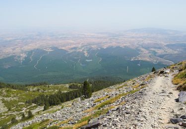 Percorso A piedi Tarazona - Subida al Moncayo por el pinar - Photo