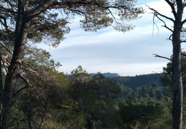 Trail Walking Venelles - Venelles : Collet Blanc - Grand Collet - Photo