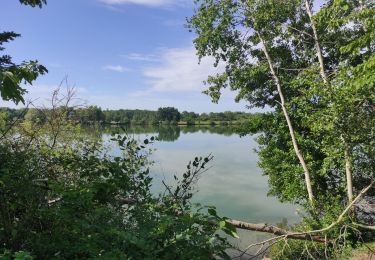 Trail Walking Burnhaupt-le-Bas - Burnhaupt  - Photo