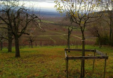 Trail Walking Kaysersberg-Vignoble - Boucle Forêt de Châtaigniers Kintzheim  - Photo