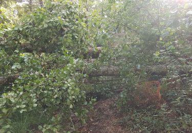Trail Walking Rion-des-Landes - retjons, prit et retour - 7.8 - Photo