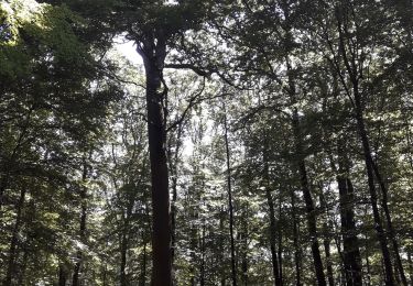 Percorso Marcia Belforêt-en-Perche - le chêne de l'école - Photo