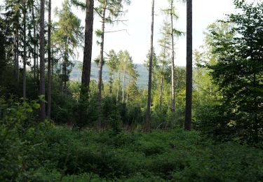 Tour Zu Fuß Oberursel - Keltenrundwanderweg - Photo