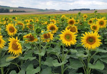 Tour Wandern Montigny-Lencoup - Boucle Montigny Lencoup - Donnemarie - Dontilly - Preuilly  - Photo