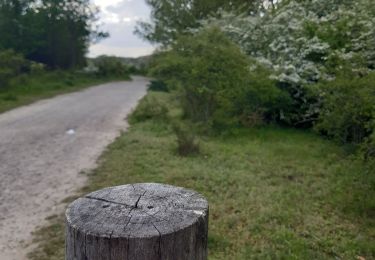 Trail Walking Maastricht - autour de la carrière Montagne St Pierre  - Photo