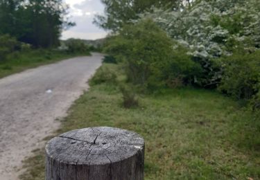 Randonnée Marche Maastricht - autour de la carrière Montagne St Pierre  - Photo