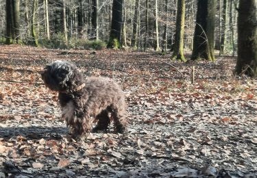 Trail Walking Bertrix - adeps framont  - Photo