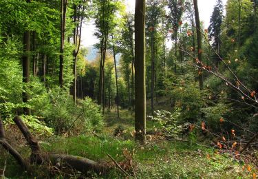 Tour Zu Fuß Schweigen-Rechtenbach - Ruine Guttenberg Tour Schweigen-Rechtenbach - Photo